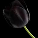 Black tulip